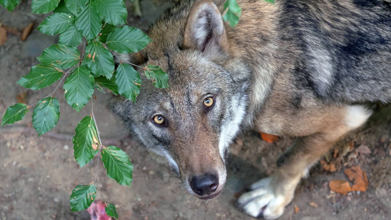 Ein europäischer Grauwolf (Symbolfoto): "Tonka" ist wieder zu ihren Besitzern zurückgekehrt.