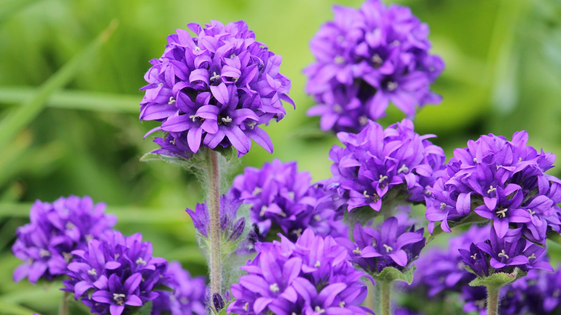 Lat. "Campanula glomerata"