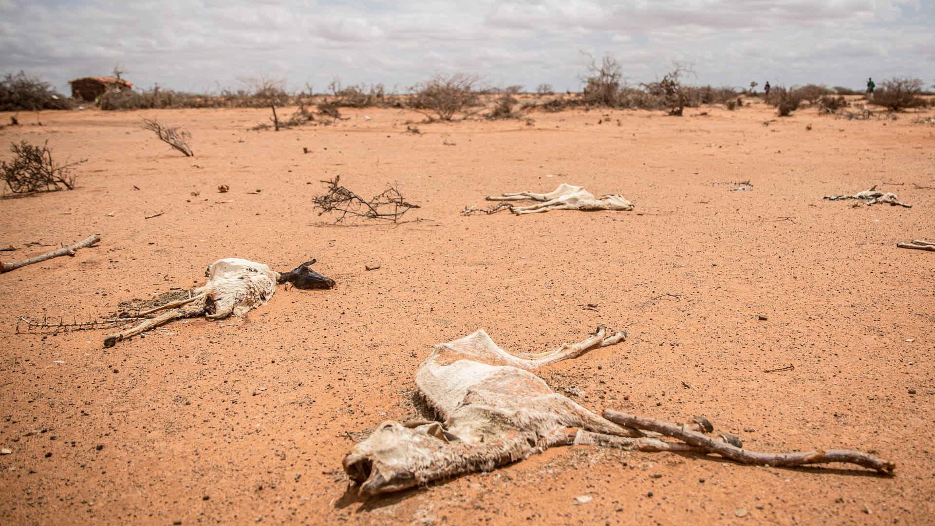 Eine verendete Ziegenherde liegt auf ausgetrocknetem Boden in Jubaland, Somalia: Am Horn von Afrika herrscht die schwerste Dürre seit mehr als 40 Jahren.