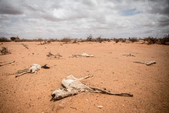 Eine verendete Ziegenherde liegt auf ausgetrocknetem Boden in Jubaland, Somalia: Am Horn von Afrika herrscht die schwerste Dürre seit mehr als 40 Jahren.