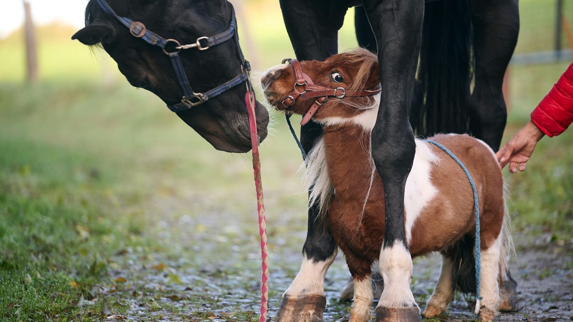 Das kleinste Pferd der Welt