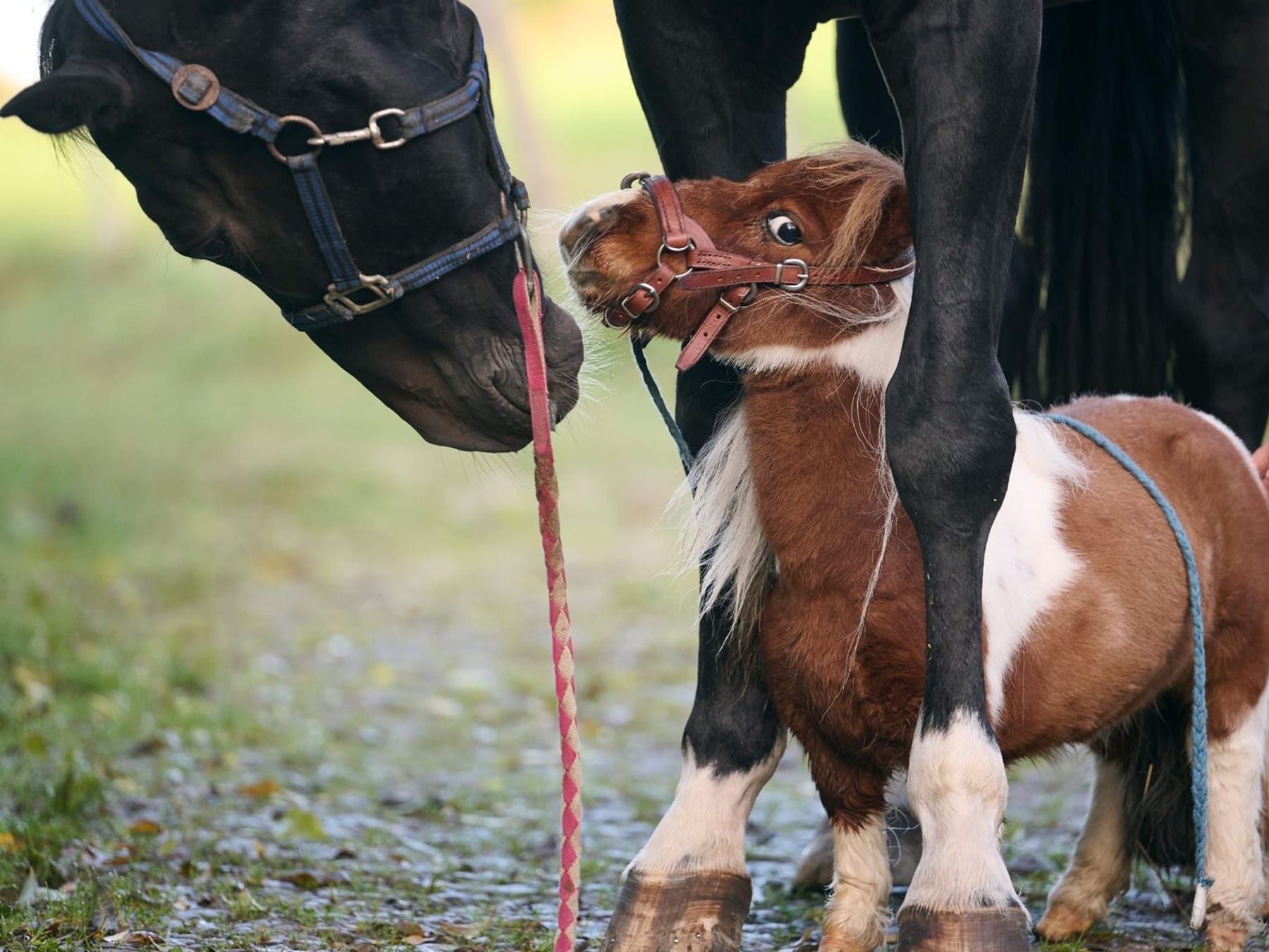 Pony "Pumuckel" aus dem Sauerland ist das wohl kleinste Pferd der Welt