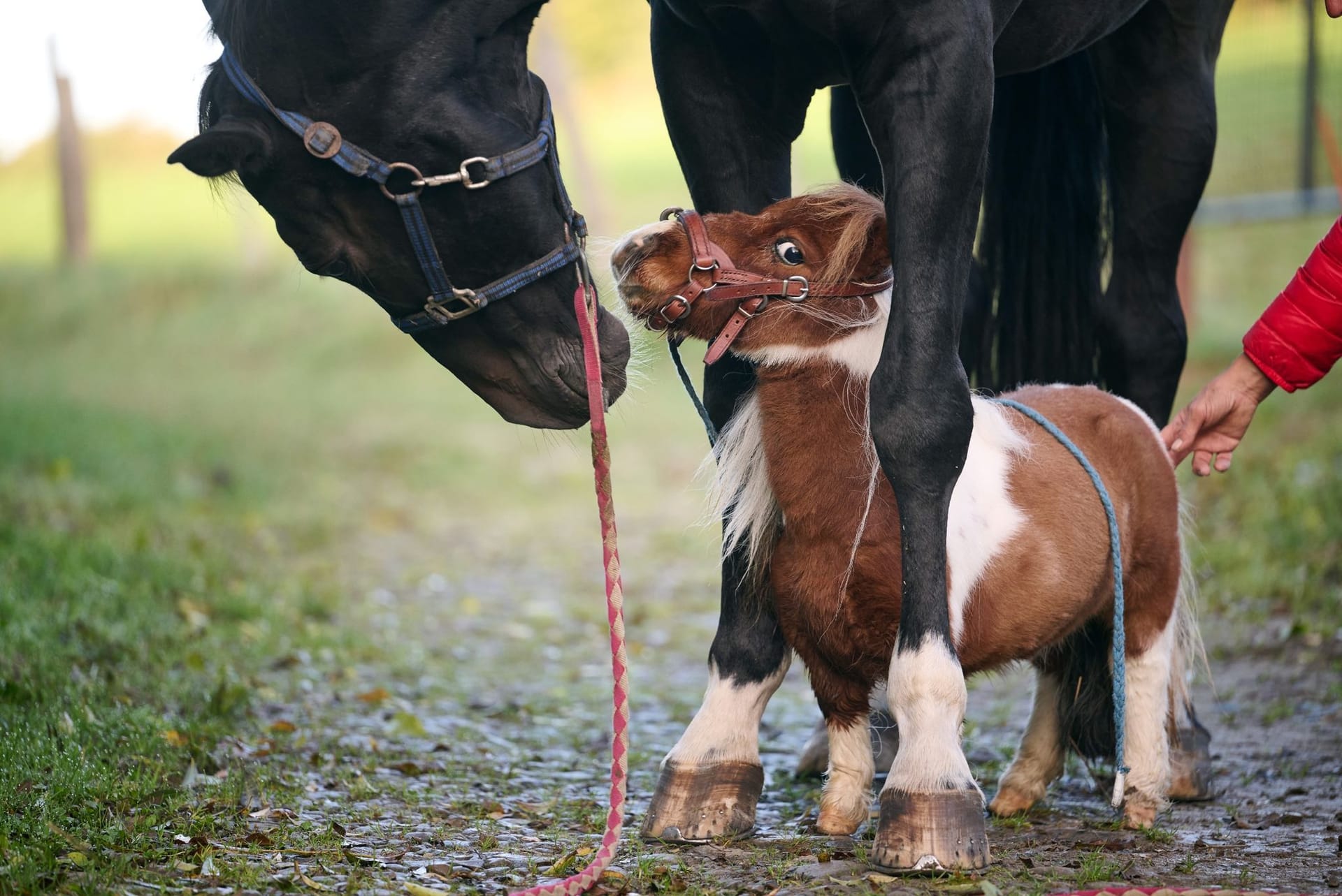 Das kleinste Pferd der Welt