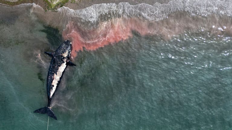 Ein toter Wal wird von der Küste von Puerto Madryn, Argentinien weggeschleppt: Auch Zusammenstöße mit Schiffen, die Klimakrise, die Plastikvermüllung der Ozeane und Überfischung bedrohen die weltweiten Walbestände.