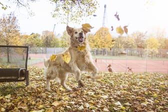 Hund im Herbstlaub: In Teilen Deutschlands wird das Wetter sehr mild.