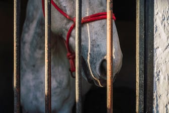 Ein Pferd steht in einem Stall hinter Gittern (Symbolbild): An zehn Pferden hat sich ein Unbekannter in Eberdingen-Hochdorf vergangen.