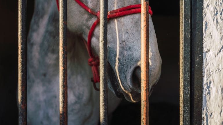 Ein Pferd steht in einem Stall hinter Gittern (Symbolbild): An zehn Pferden hat sich ein Unbekannter in Eberdingen-Hochdorf vergangen.