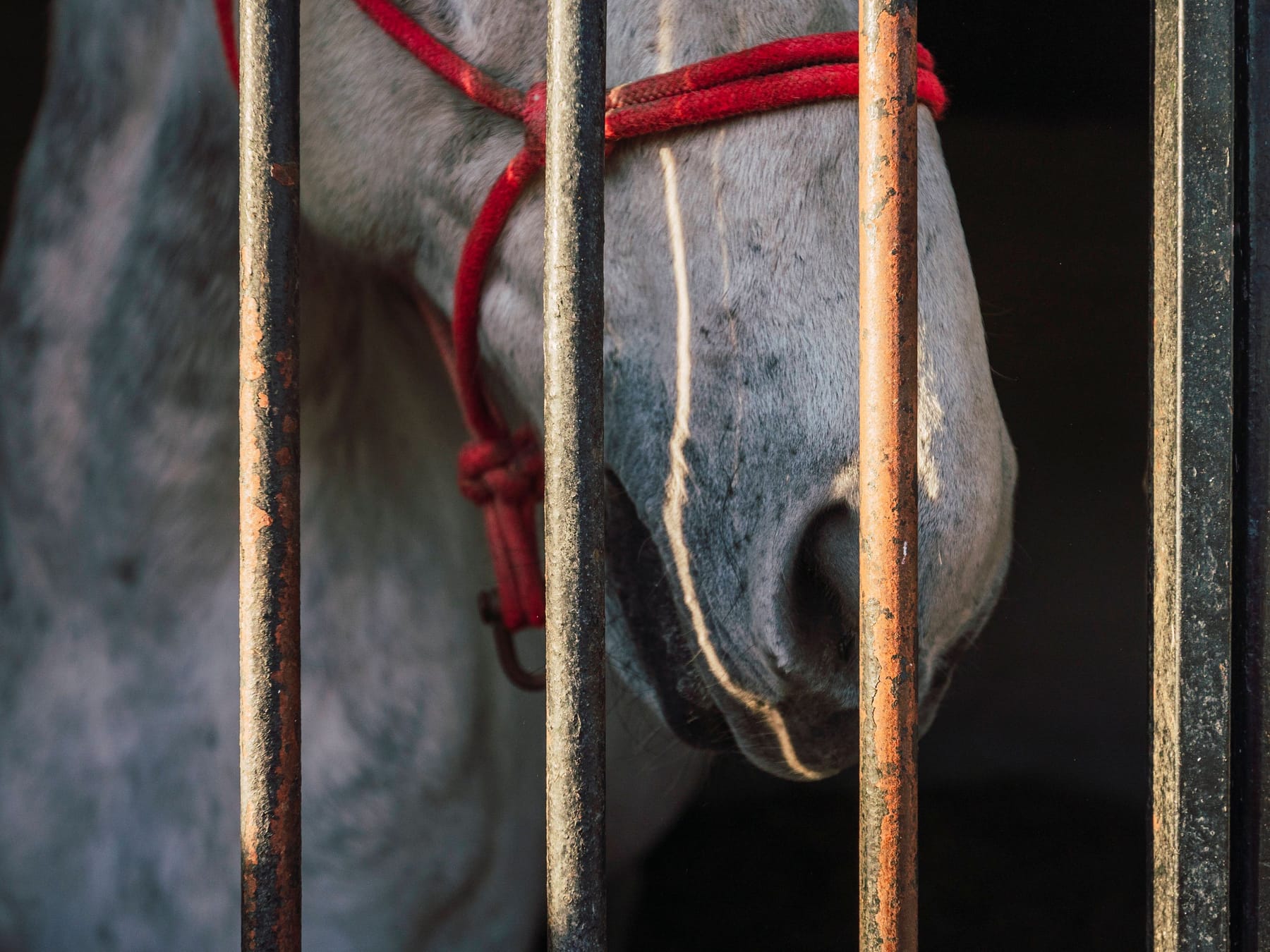 Verurteilter Tierquäler stellte Pferde für Kölner Karneval – mit Hammer  geschlagen