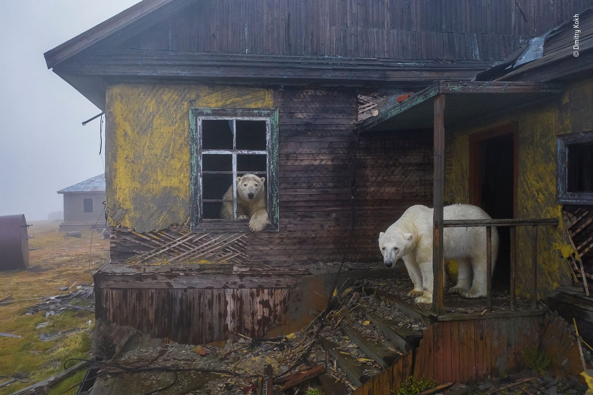 Zwei Eisbären streifen durch die verlassene Polarstation auf der Insel Koljutschin, am östlichen Ende von Russland.