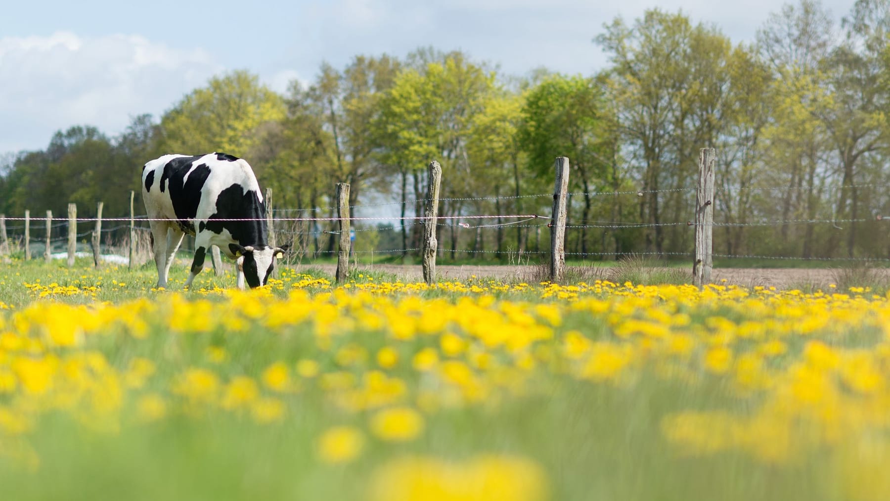 Ökologische Landwirtschaft: In Niedersachsen wachsen die Biobauernhöfe