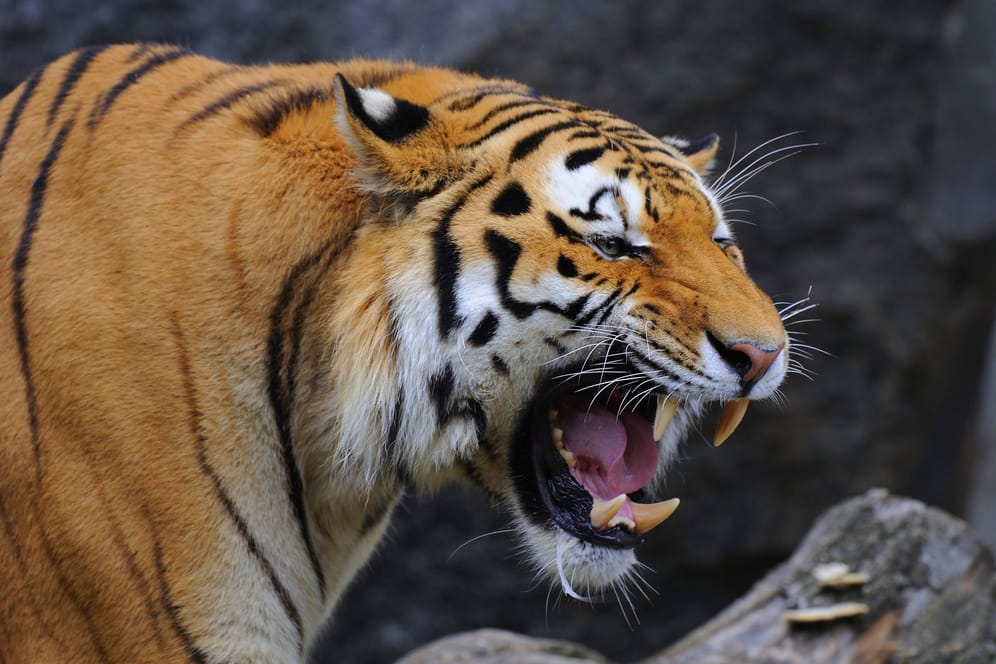 Ein Tiger (Symbolbild): In Indien hat ein Tiger neun Menschen getötet.