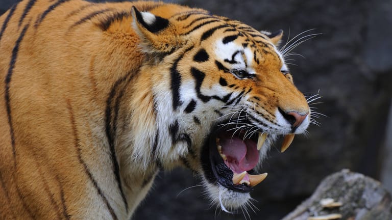 Ein Tiger (Symbolbild): In Indien hat ein Tiger neun Menschen getötet.