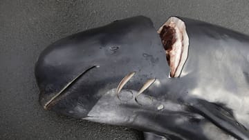 Diepgewonde grienden (archieffoto): In Noorwegen werden dit seizoen meer walvissen geslacht dan in voorgaande jaren.