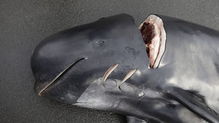 Ein erlegter Grindelwal mit tiefen Schnitten (Archivbild): In Norwegen wurden diese Saison noch mehr Wale geschlachtet als in den Jahren zuvor.
