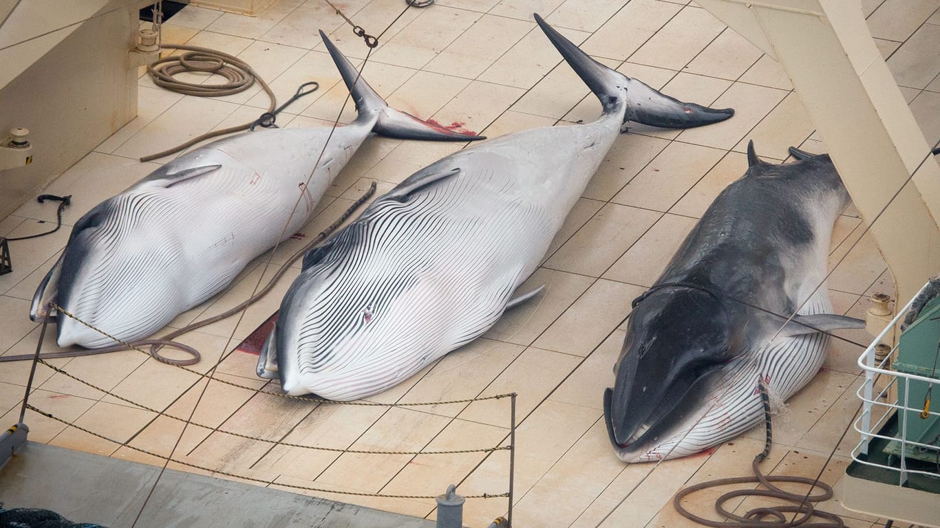Drei tote Wale auf dem Deck des japanischen Walfangschiffs Nisshin Maru: Das Land ist 2019 aus der IWC ausgetreten, hat dort aber noch immer viel Einfluss.