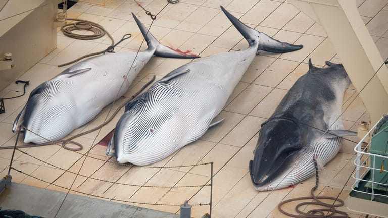 Drei tote Wale auf dem Deck des japanischen Walfangschiffs Nisshin Maru: Das Land ist 2019 aus der IWC ausgetreten, hat dort aber noch immer viel Einfluss.