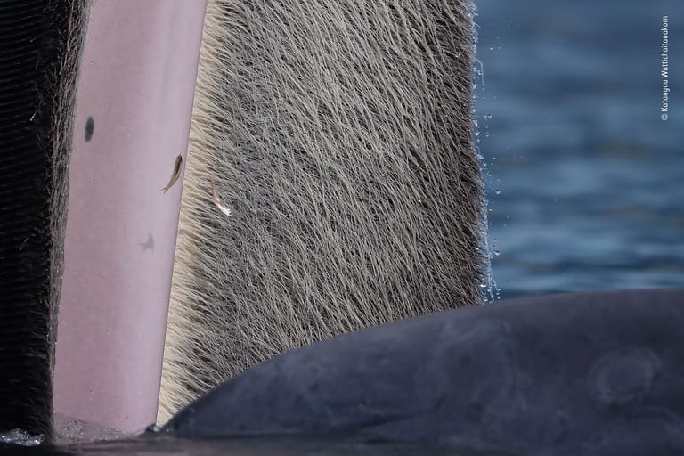 Zwei Fische versuchen sich noch in der Luft vor den Bartenhaaren eines schnappenden Brydewals zu retten.
