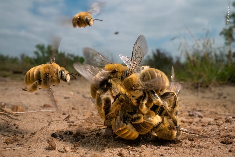 Ein summender Klumpen aus Bienen rollt über den sandigen Boden von Texas.