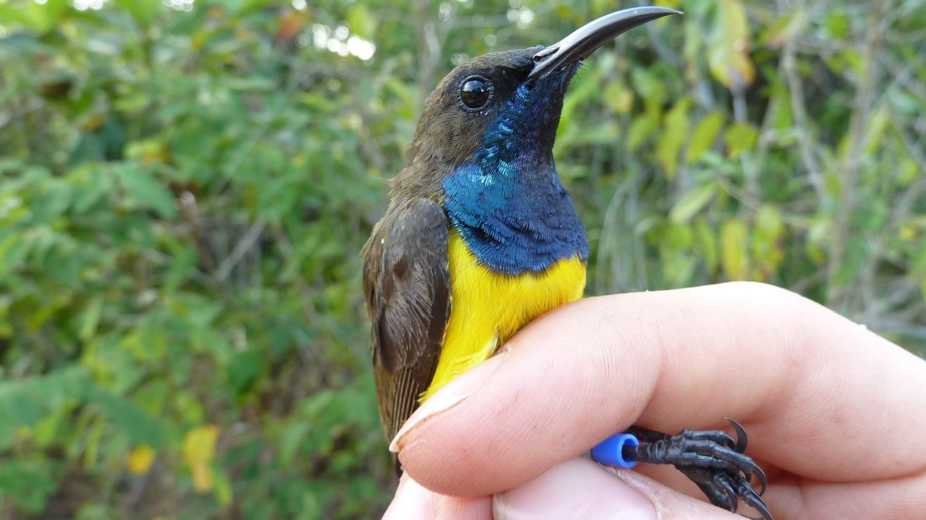 Spesies burung baru ditemukan di Indonesia: “Penemuan menarik”