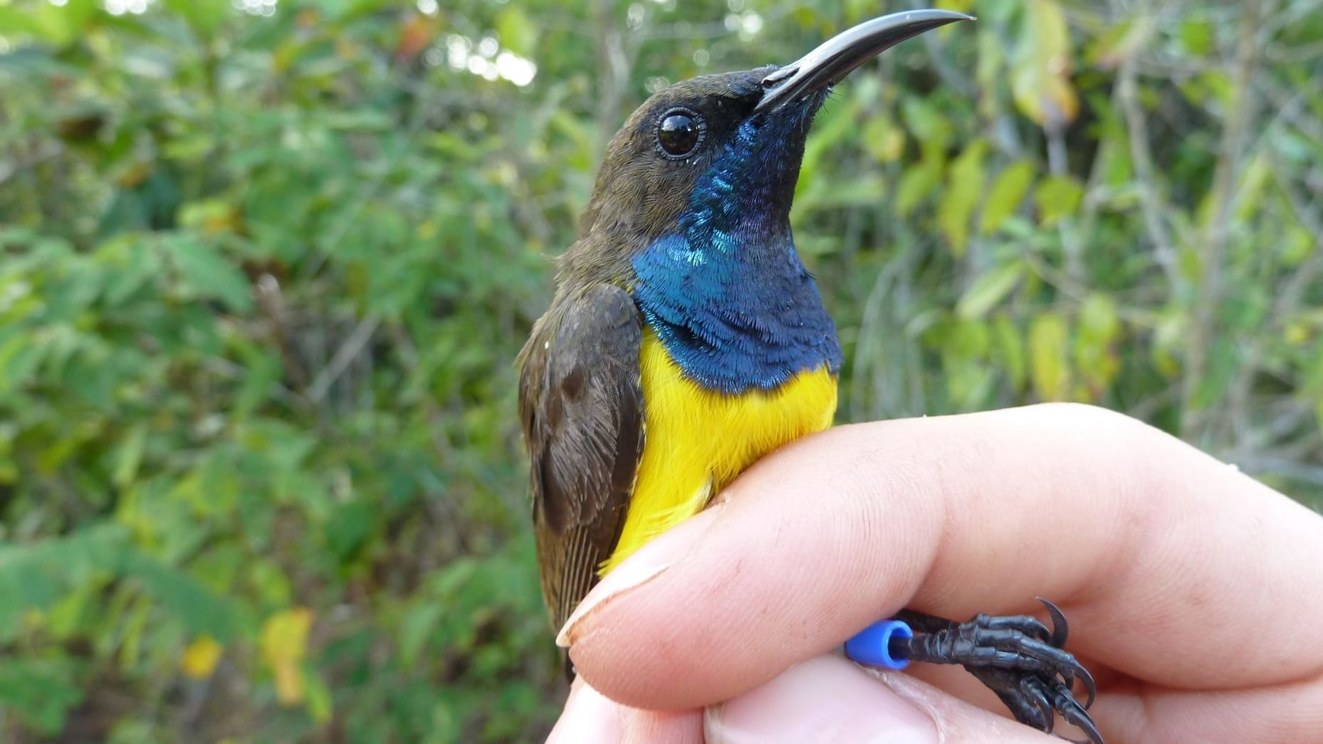 Wakatobi-Nektarvogel