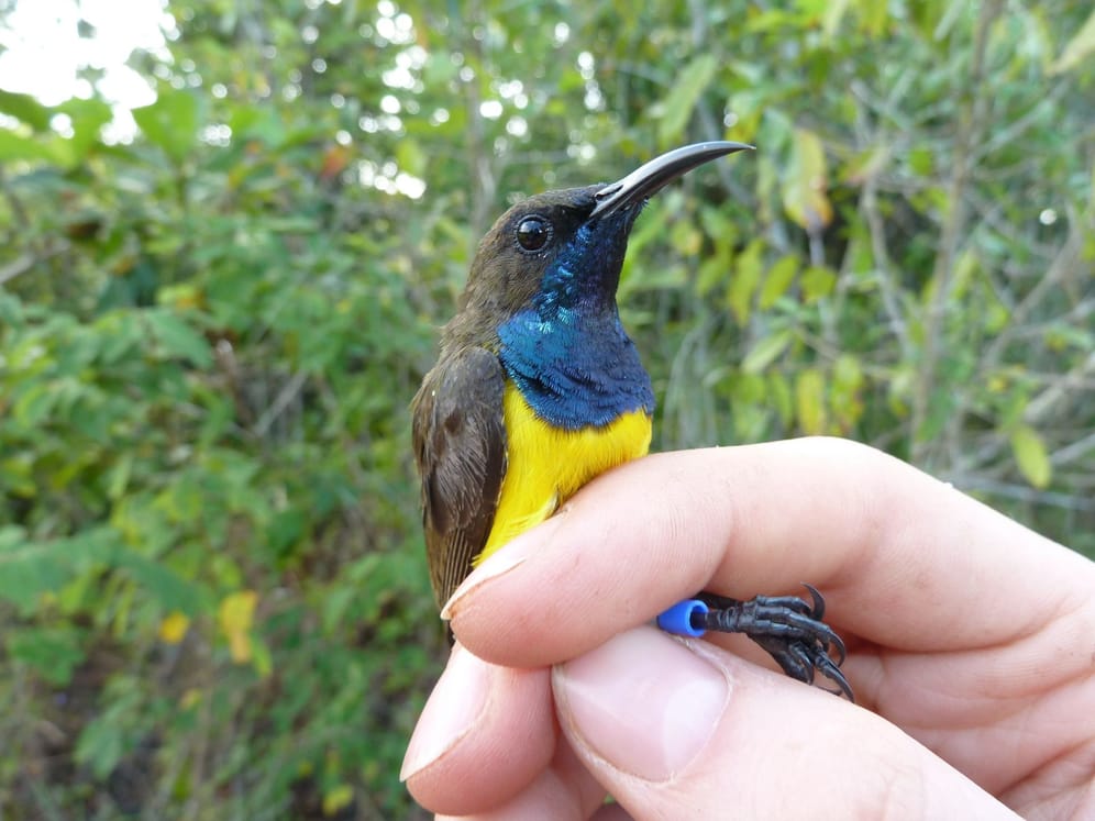 Wakatobi-Nektarvogel