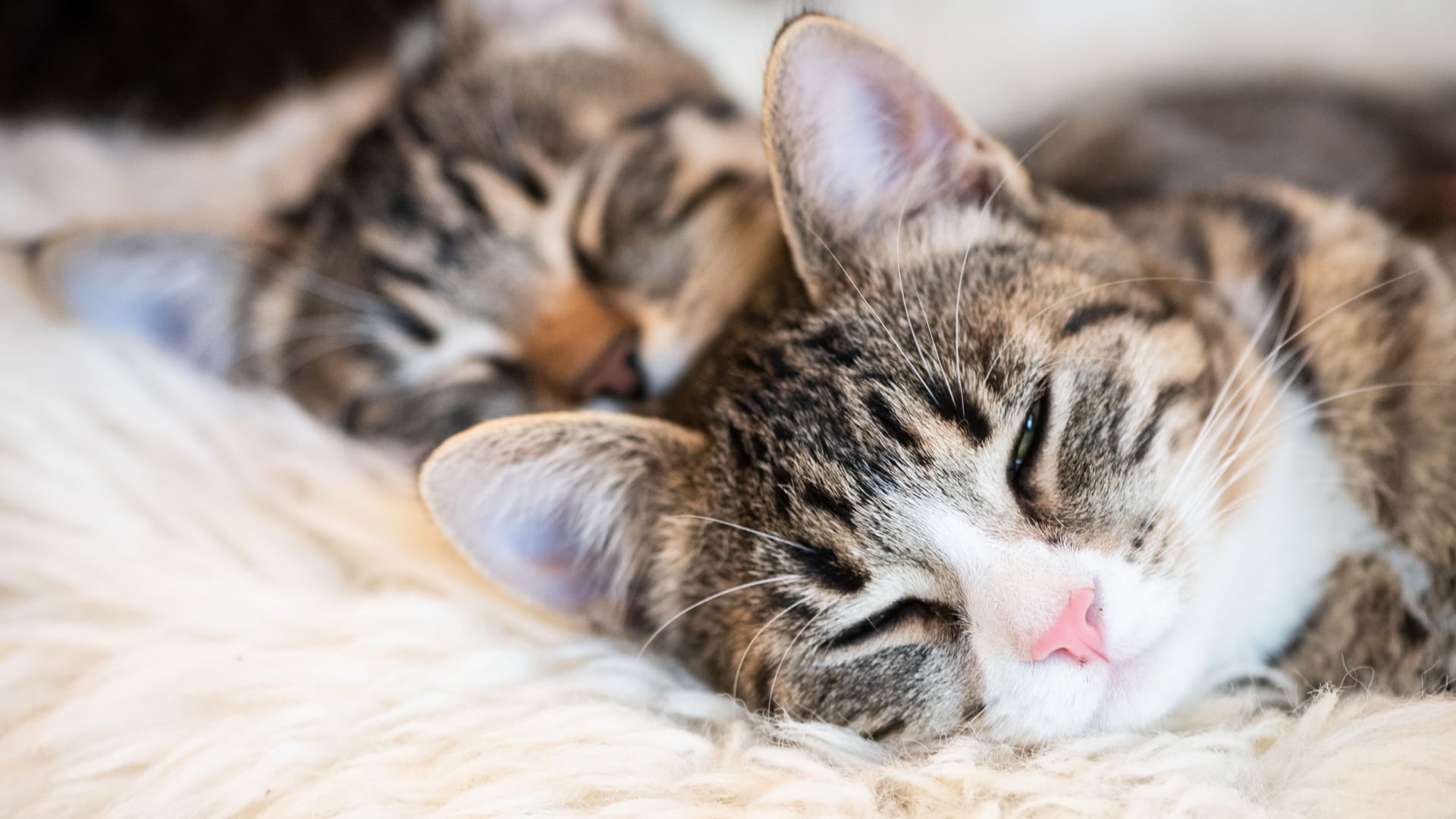 Schlummernde Katzen (Symbolbild): Für viele Behandlungen müssen Tierhalter ab Ende November mehr Geld zahlen.