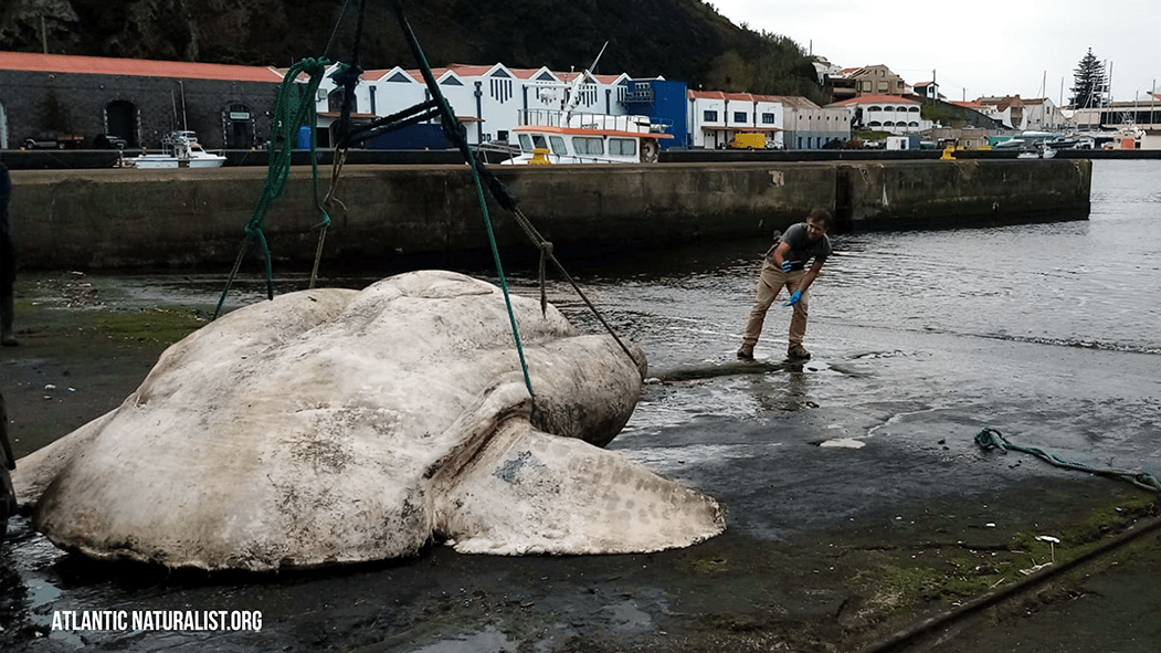 Gefundener Mondfisch: Mit einem Gabelstapler wurde das Tier in den Hafen befördert, um ausgemesen und gewogen zu werden.