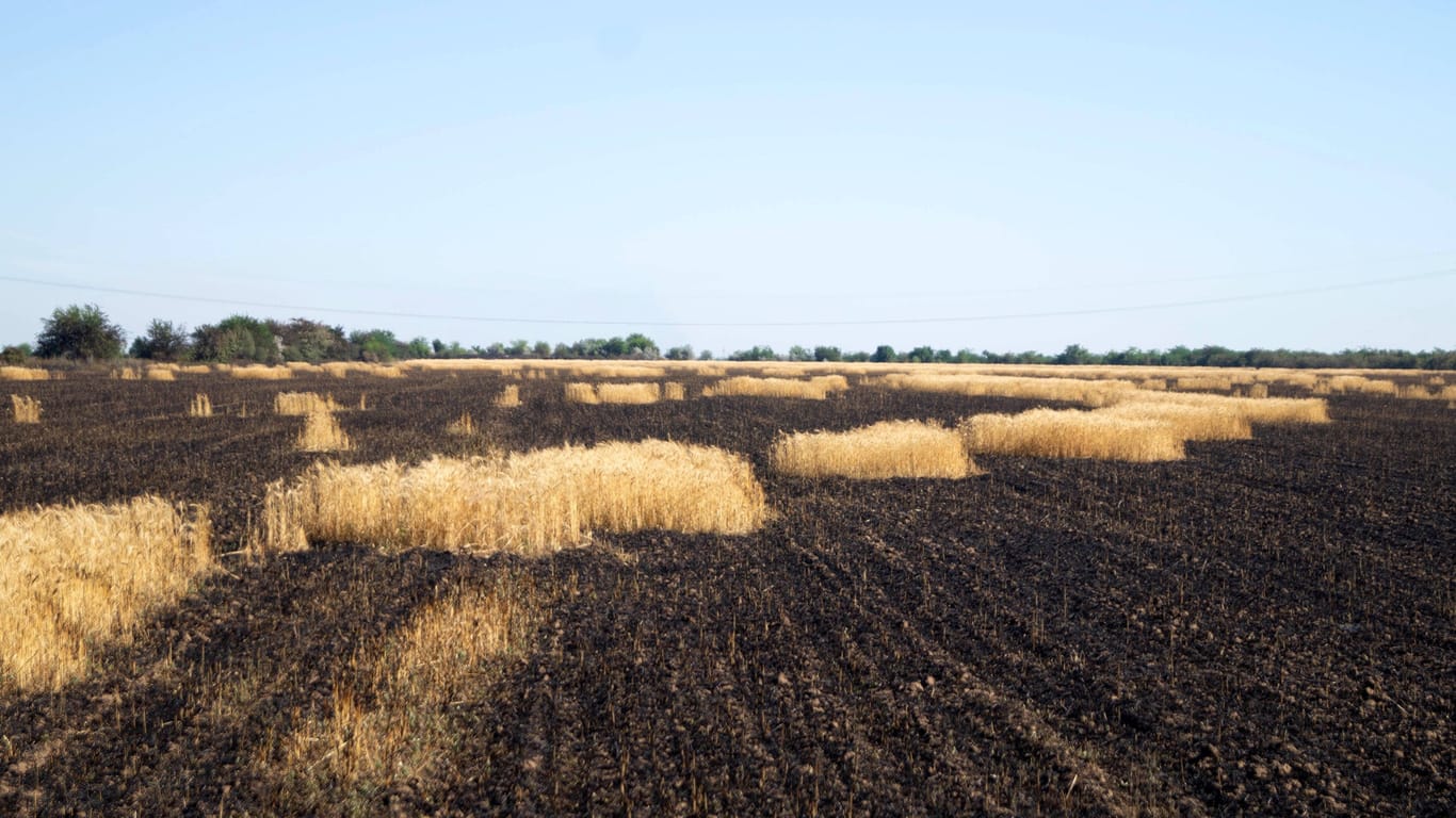 Verbrannte Felder in der Region Cherson, Ukraine: Russland erwartet durch die Annexion eine Steigerung der Getreideernte.
