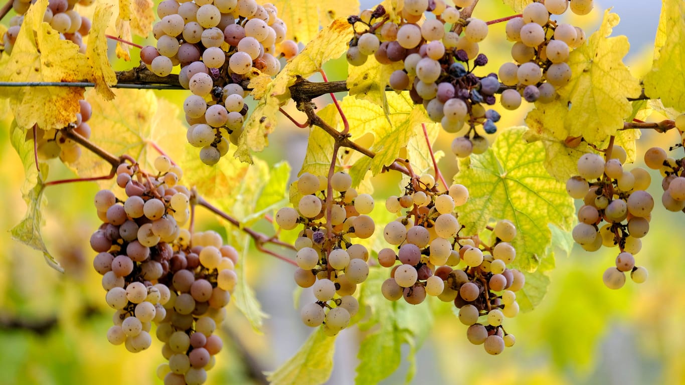Reife Weintrauben im Herbst: Nach ergiebigen Regenfällen im September ist die Weinernte in diesem Jahr besser ausgefallen als erwartet.