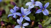Blaustern: Der Kaukasische Blaustern trägt weiße Blüten mit einem Hauch hellblau, der Sibirische ist dagegen komplett blau.