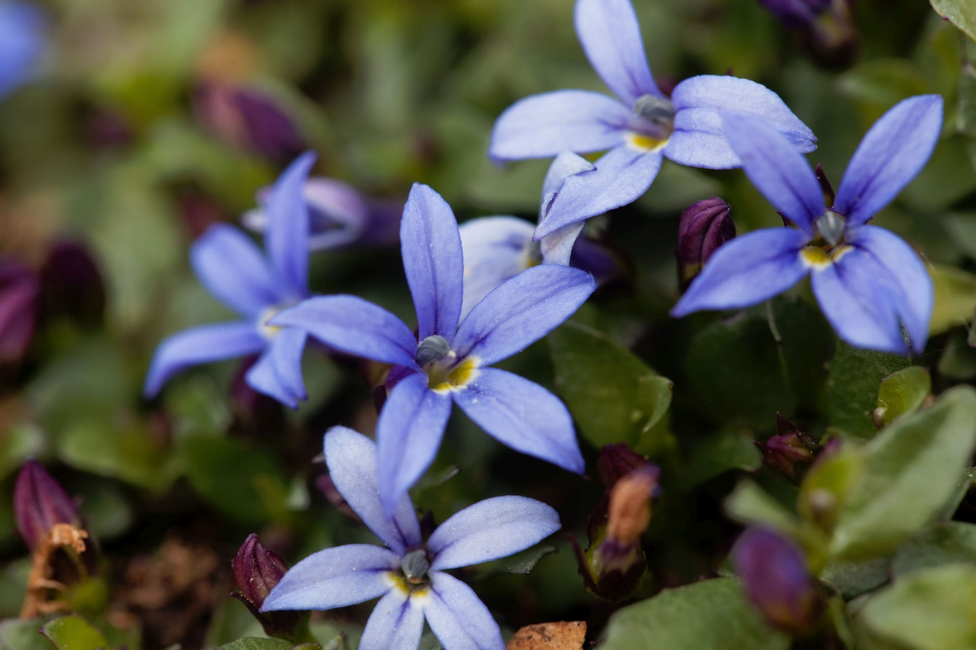 Blaustern: Der Kaukasische Blaustern trägt weiße Blüten mit einem Hauch hellblau, der Sibirische ist dagegen komplett blau.
