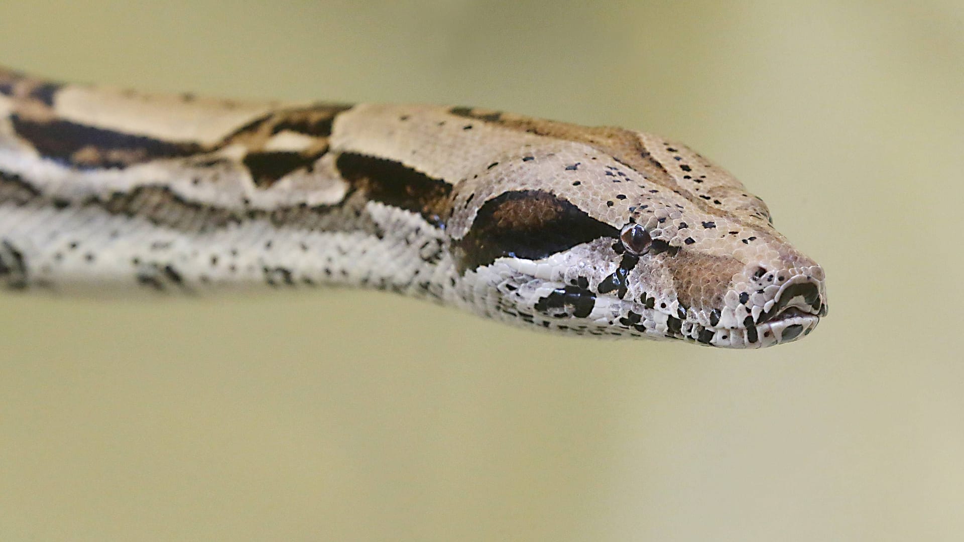 Boa Constrictor (Symbolbild): Die Würgeschlange ist vermutlich in ein Feld entwischt.