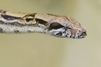 Boa Constrictor (Symbolbild): Die Würgeschlange ist vermutlich in ein Feld entwischt.