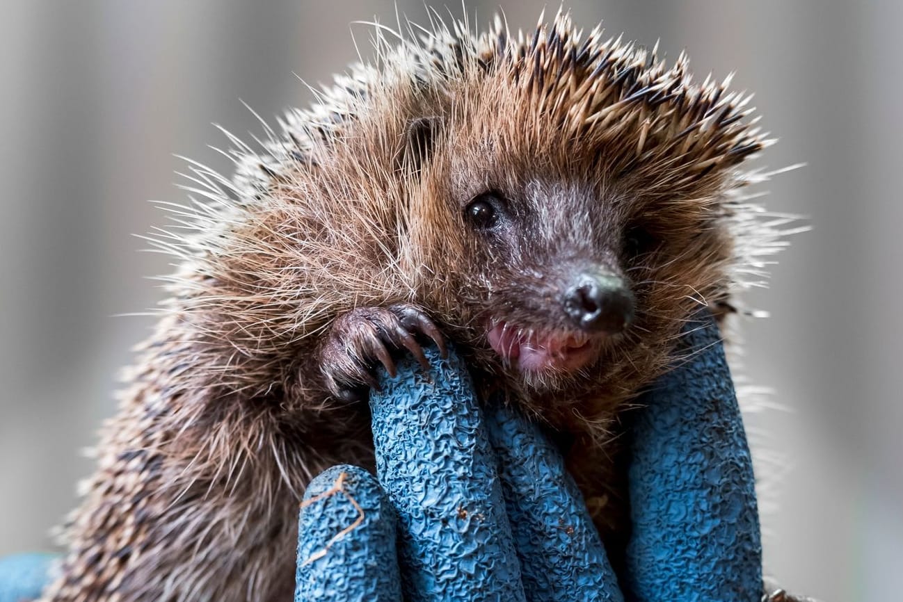 Igel-Auffangstationen überfüllt