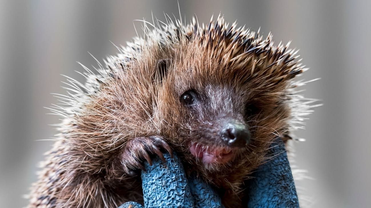 Igel-Auffangstationen überfüllt