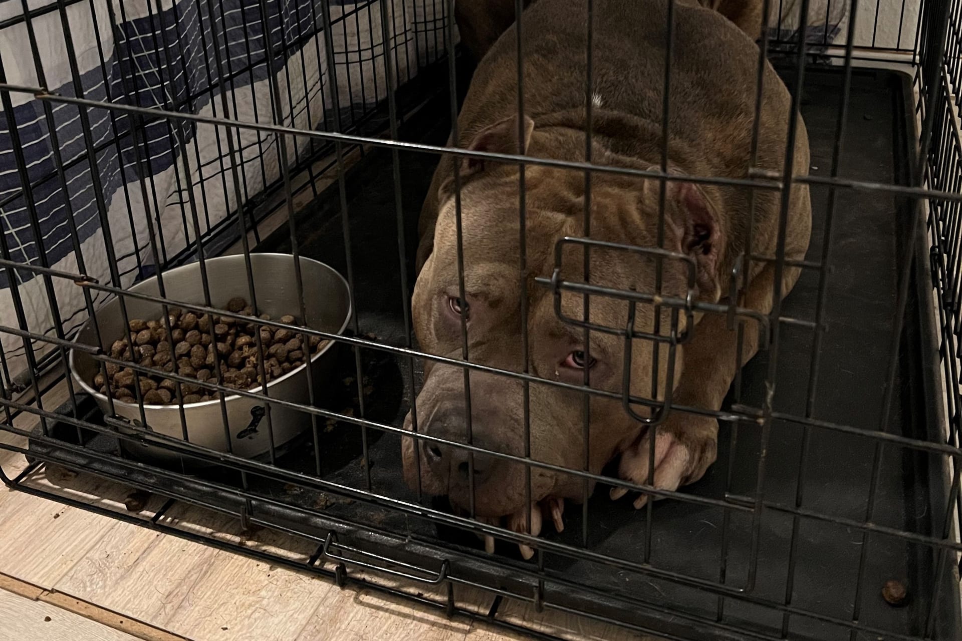 Ein Hund in einem kleinen Käfig: Die Hunde sollen von Tierärzten untersucht werden.