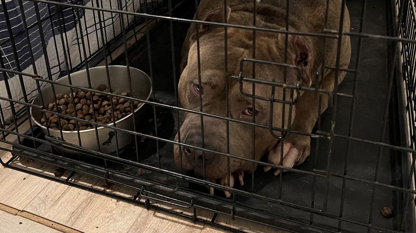 Ein Hund in einem kleinen Käfig: Die Hunde sollen von Tierärzten untersucht werden.