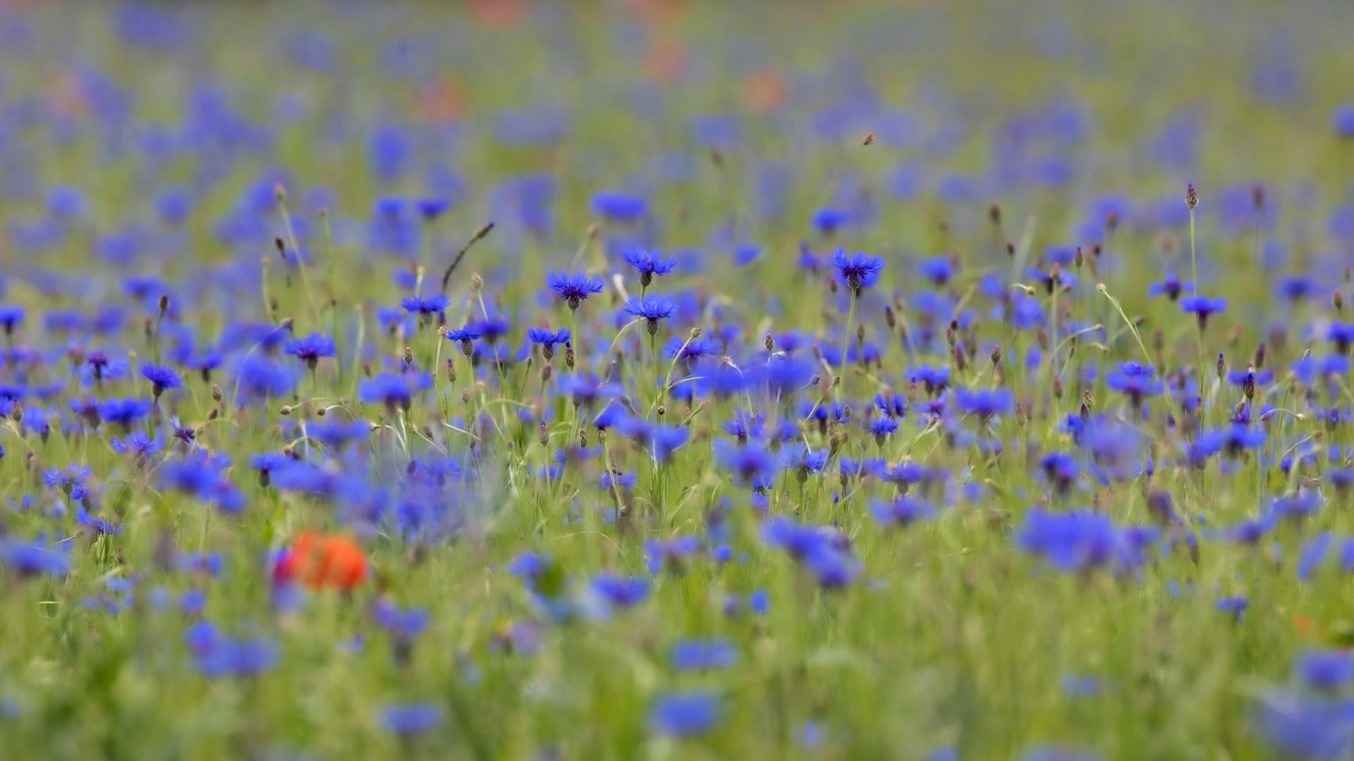 Die Kornblume gehört mit zu den großen Verlieren der Studie. (Quelle: IMAGO / blickwinkel)