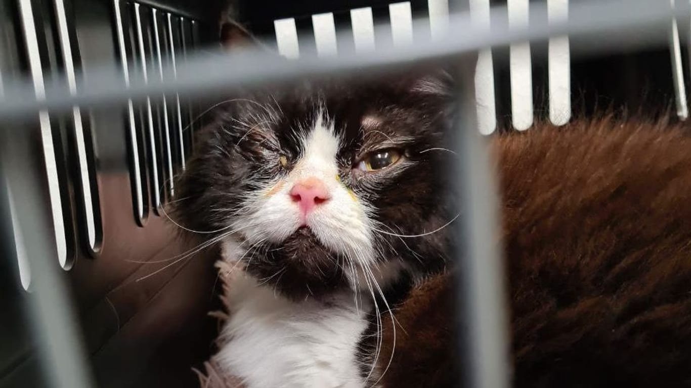 Die verletzte Katze Kleo: Das Tier wird wohl auf einem Auge vermutlich für immer blind bleiben.