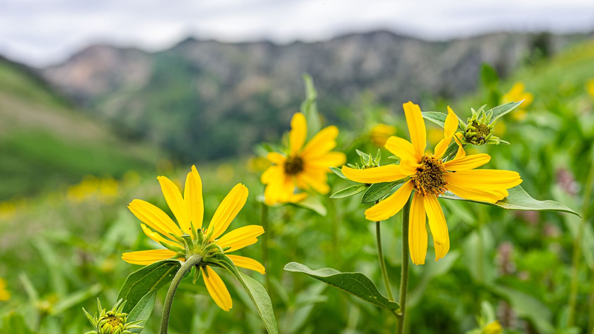 Lat. "Arnica chamissonis"