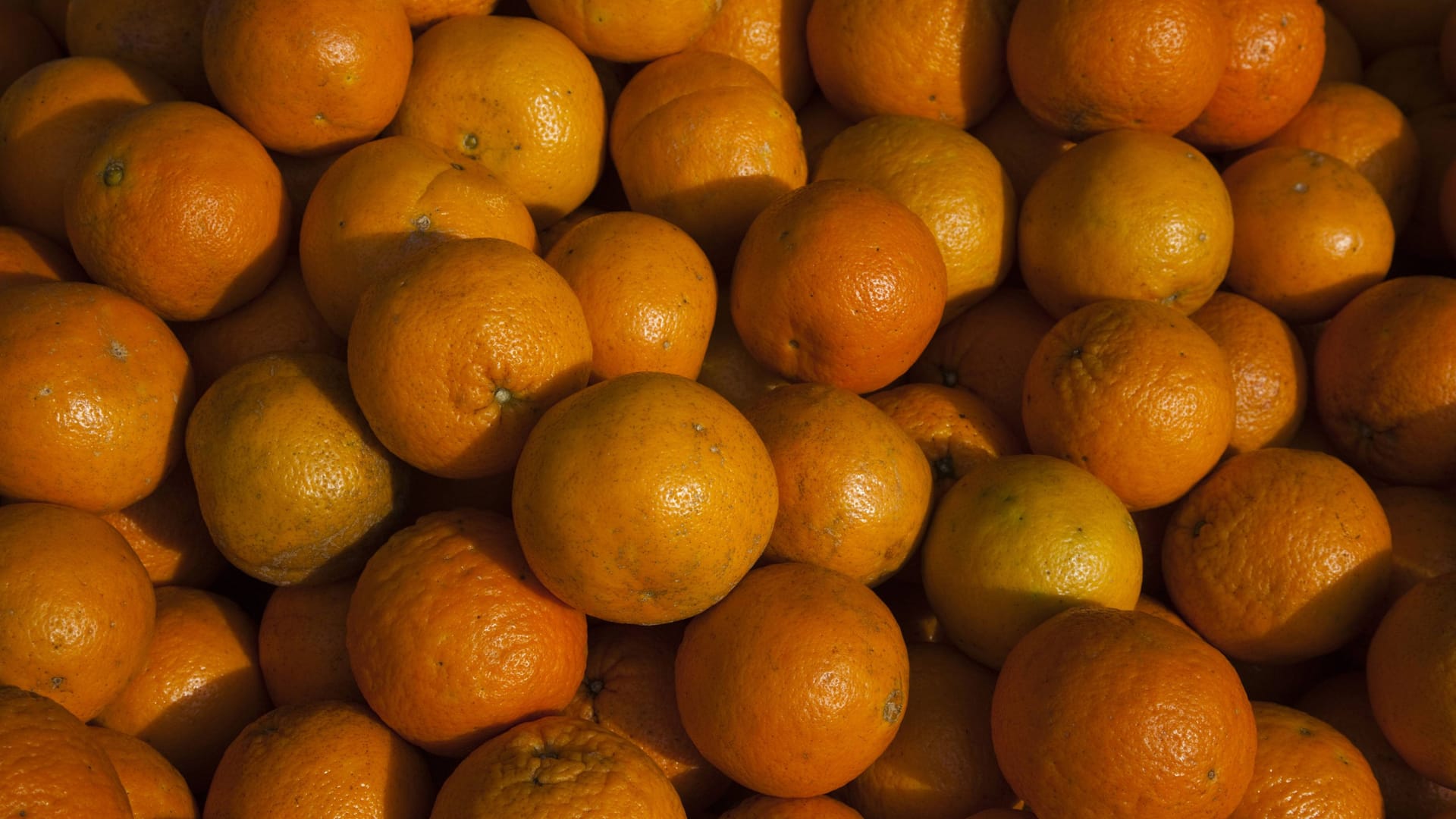 Florida Orangen (Archivbild): Florida war lange Jahre das größte Orangenanbaugebiet in den USA. Florida Orangen (Archivbild): Florida war lange Jahre das größte Orangenanbaugebiet in den USA.