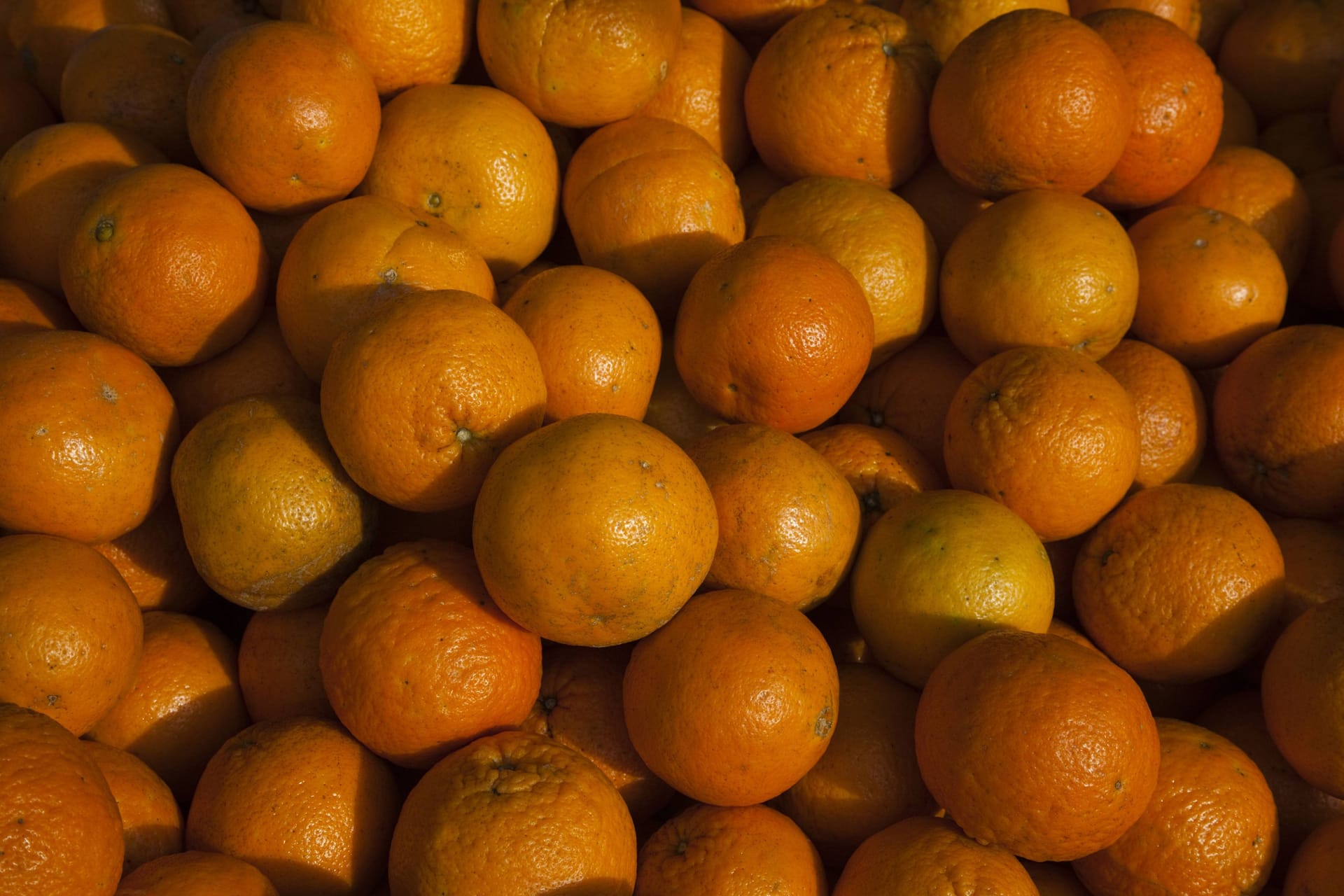 Florida Orangen (Archivbild): Florida war lange Jahre das größte Orangenanbaugebiet in den USA. Florida Orangen (Archivbild): Florida war lange Jahre das größte Orangenanbaugebiet in den USA.