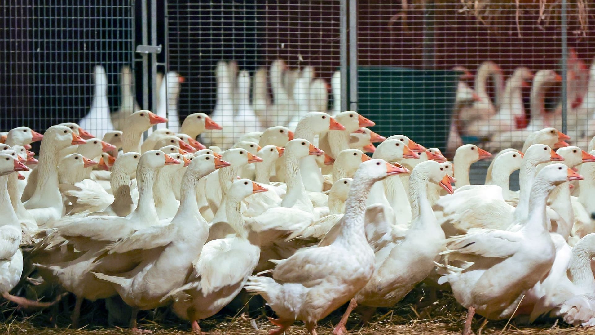 Vogelgrippe: An Weihnachten so mancher auf die traditionelle Weihnachtsgans verzichten müssen.