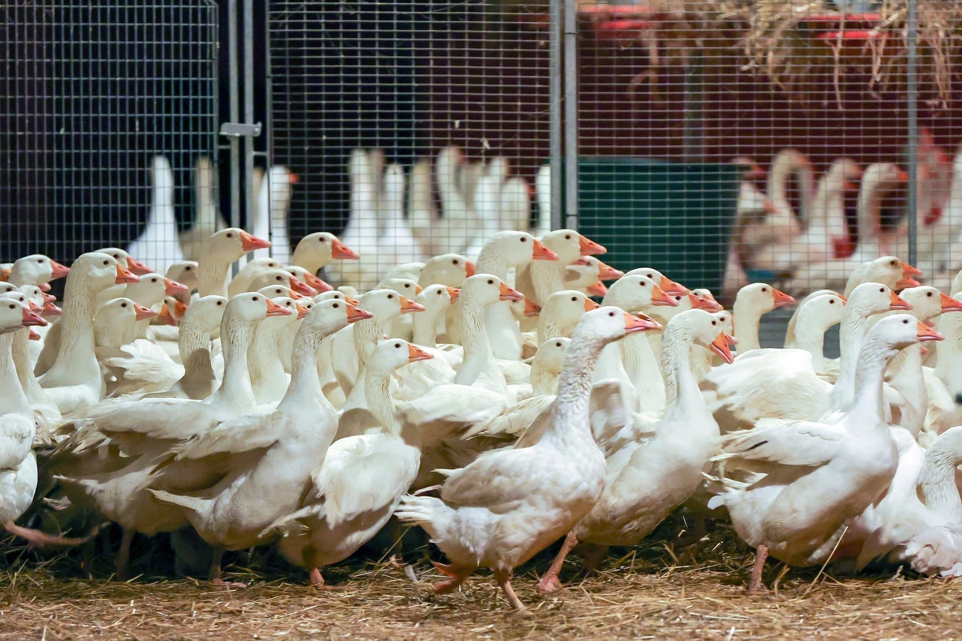 Vogelgrippe: An Weihnachten so mancher auf die traditionelle Weihnachtsgans verzichten müssen.