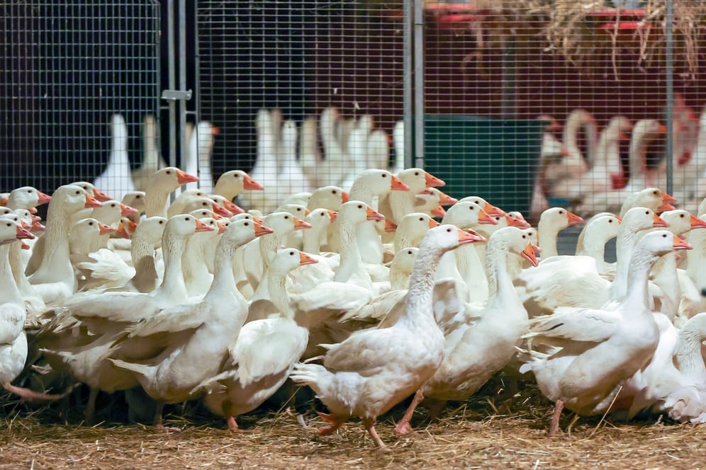 Vogelgrippe: An Weihnachten so mancher auf die traditionelle Weihnachtsgans verzichten müssen.