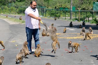 Indisches Affenproblem