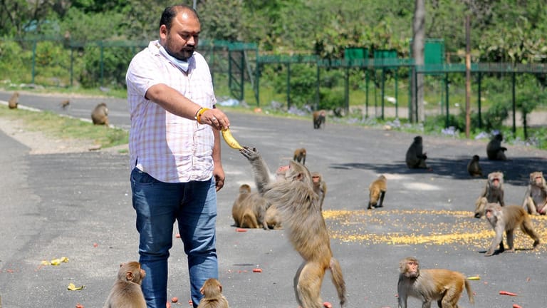 Indisches Affenproblem