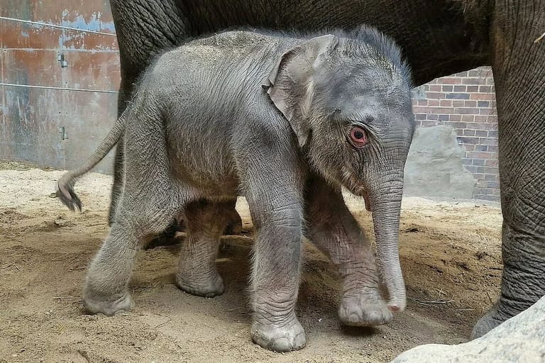 Er ist sehr süß: Leipzigs kleiner Elefantenbulle hat noch keinen Namen.