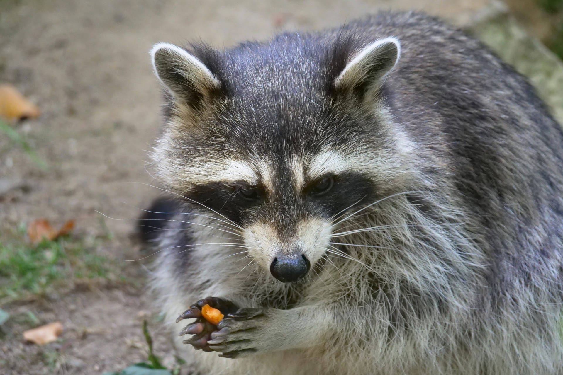 Ein Waschbär in Aktion (Archiv): Die Tierart wurde durch Menschen in Europa eingeschleppt und breitet sich immer weiter aus.