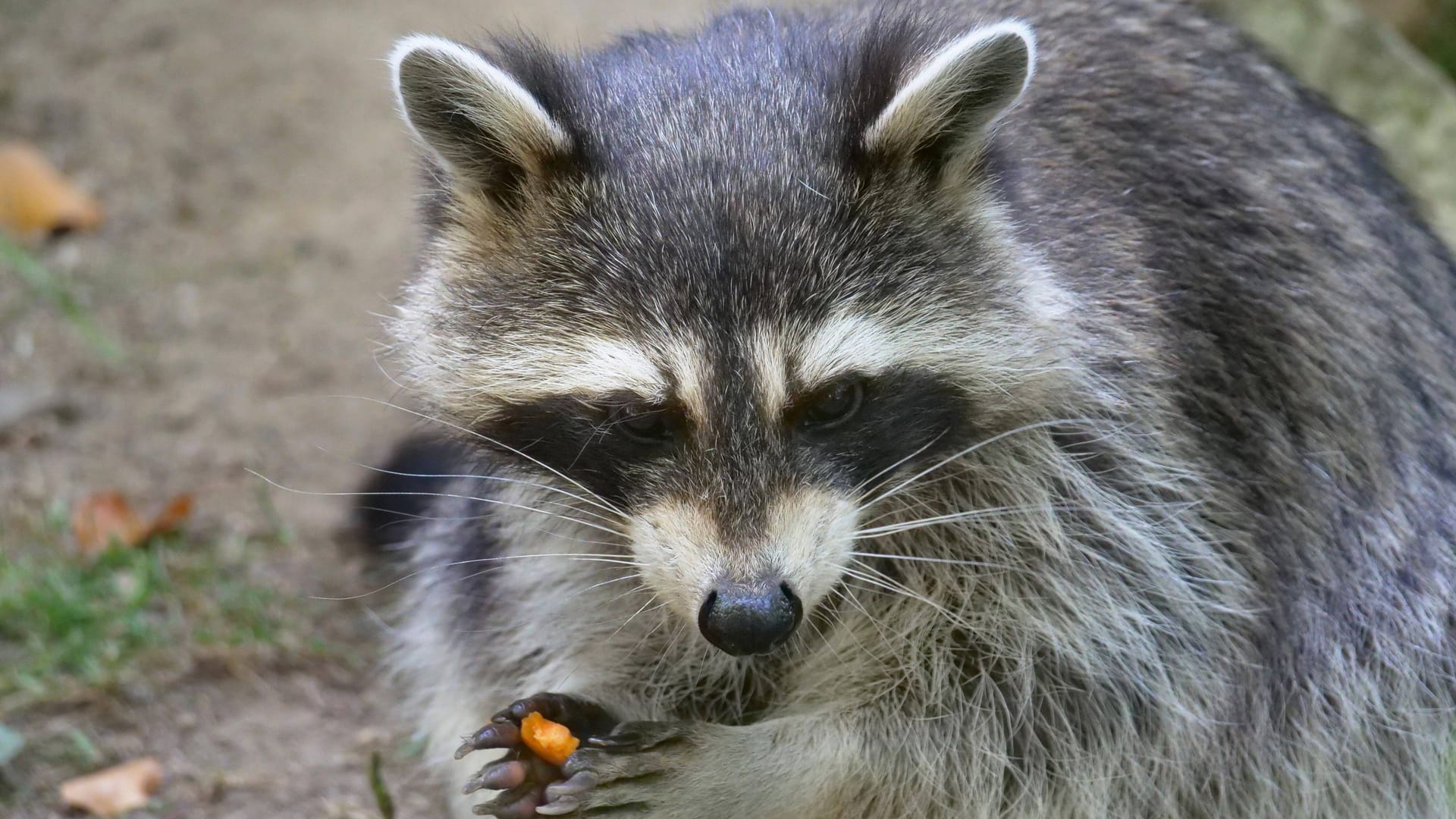 Ein Waschbär in Aktion (Archiv): Die Tierart wurde durch Menschen in Europa eingeschleppt und breitet sich immer weiter aus.